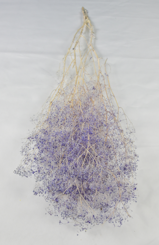 Babysbreath