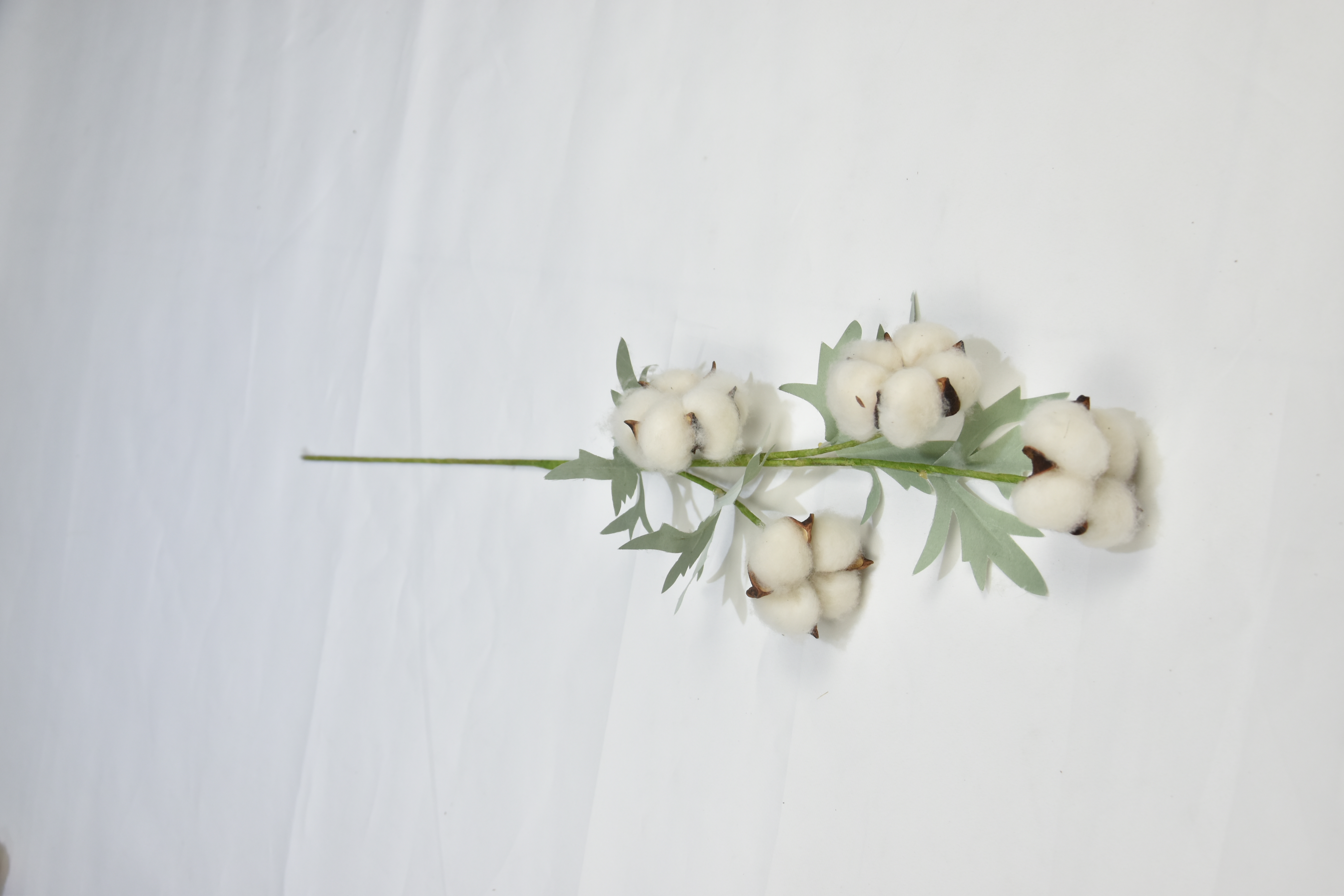 4T-Cotton