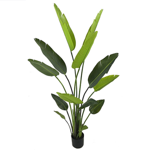 155cm Giant Bird of Paradise