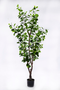 155cm Ficus