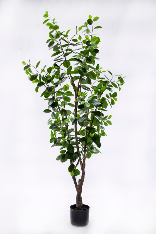 155cm Ficus