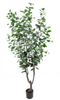 190cm Ficus