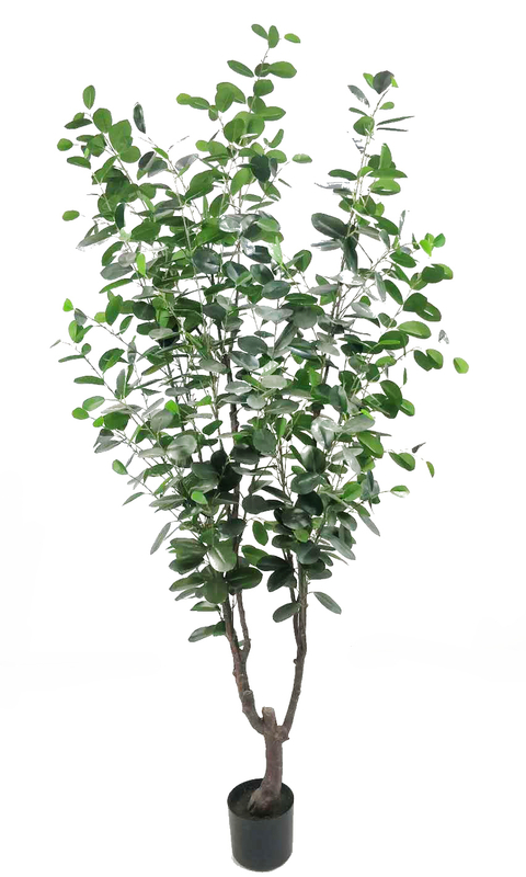 190cm Ficus