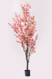 240cm Blossom