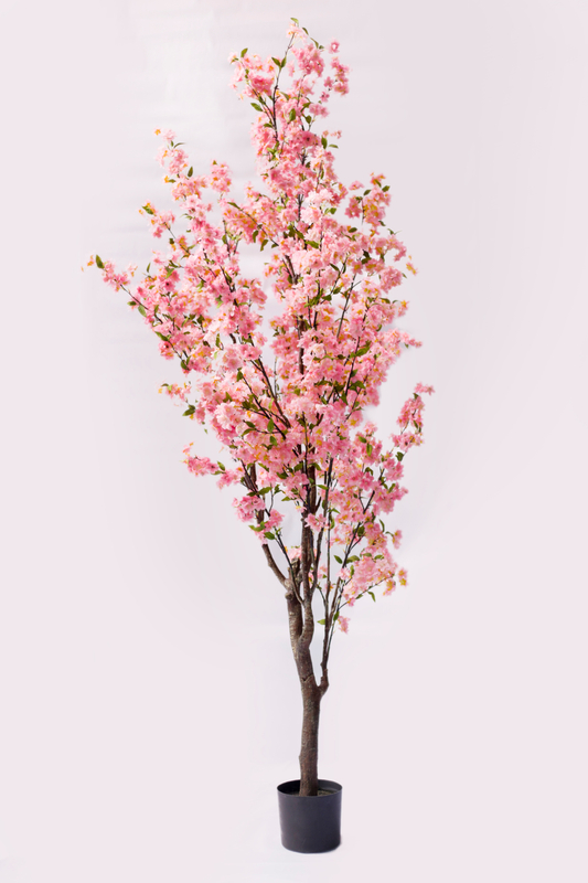 240cm Blossom