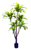 200cm Dracaena Fragrans