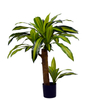 75cm Dracaena Fragrans