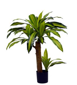 75cm Dracaena Fragrans