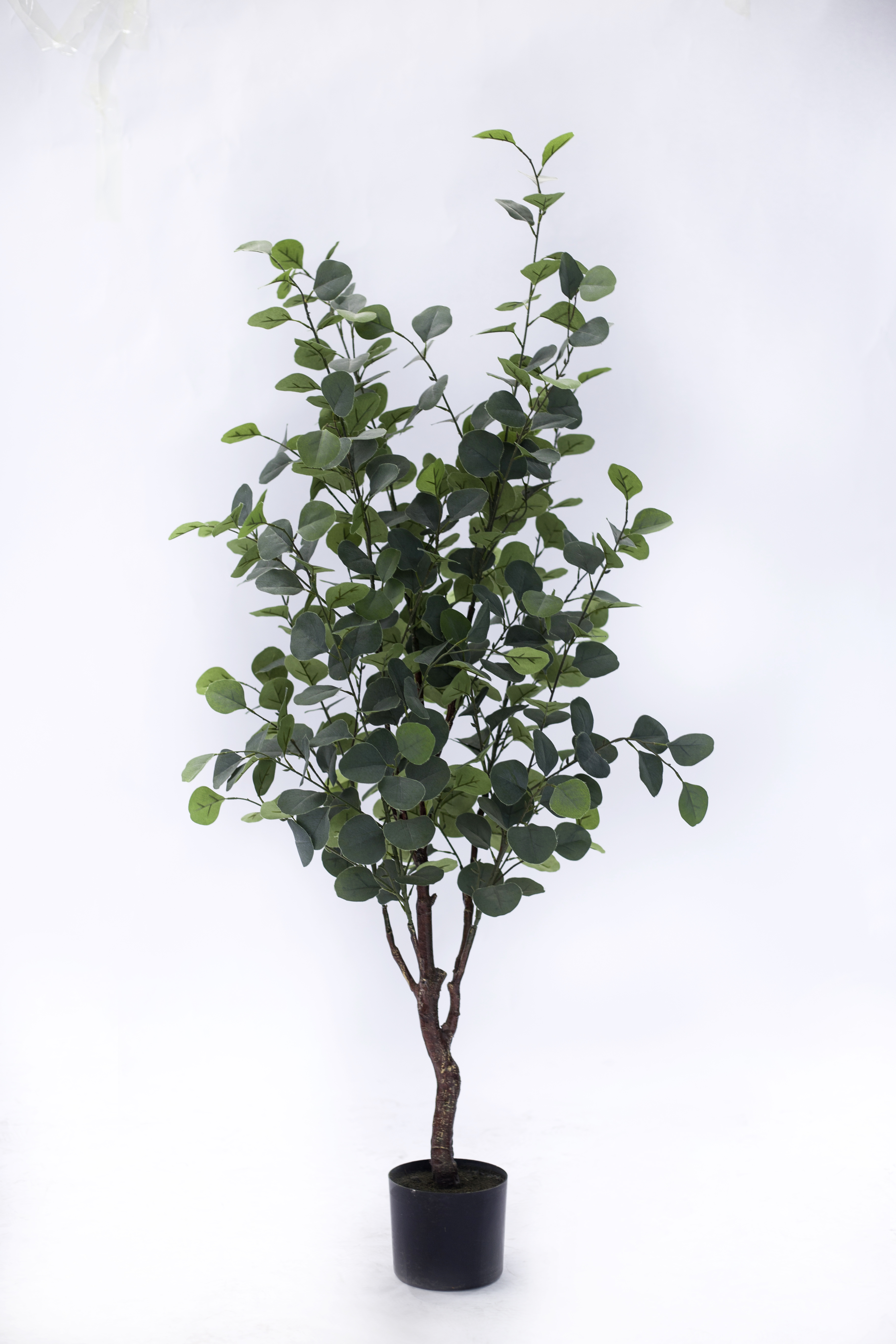 150cm Eucalyptus