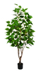 170cm Silver Birch