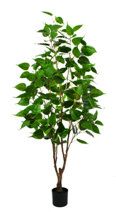 170cm Silver Birch