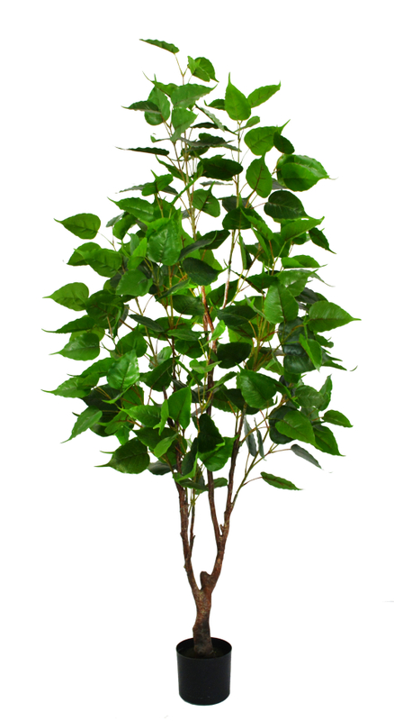 170cm Silver Birch