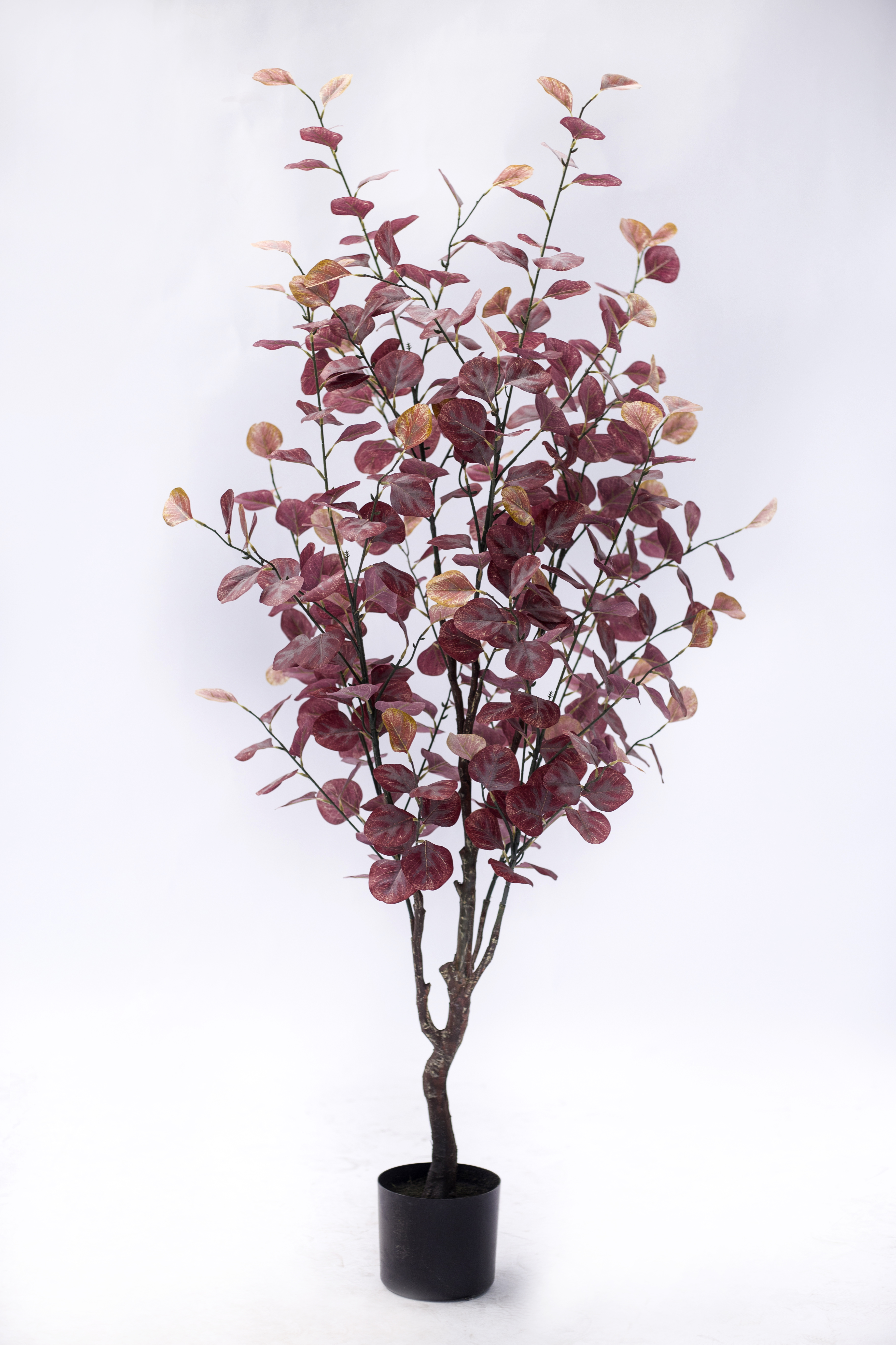 150cm Eucalyptus