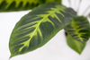120cm Calathea Zebrina