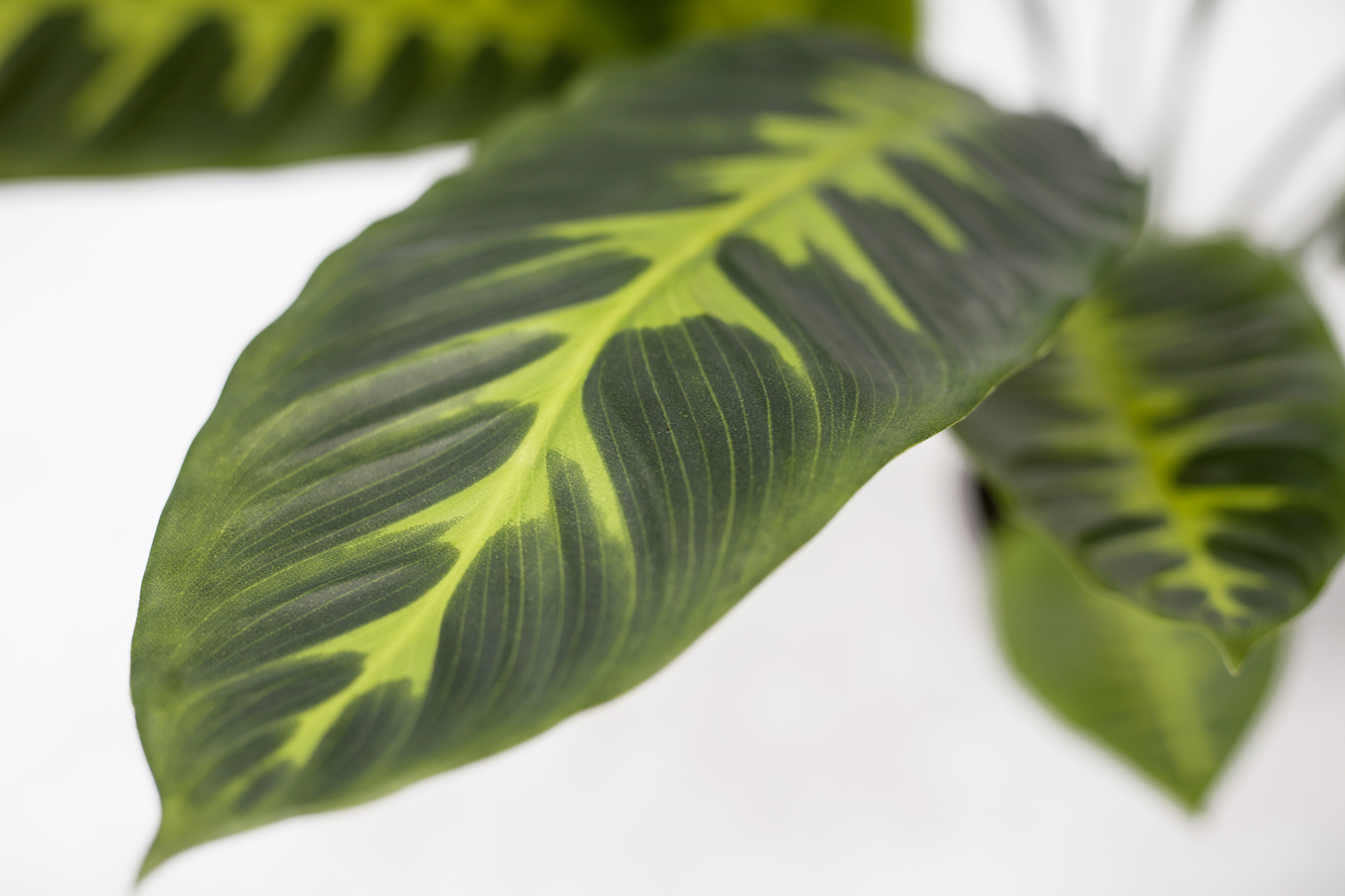 120cm Calathea Zebrina