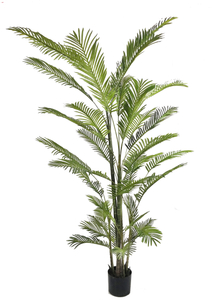 250cm Areca Palm