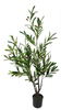 120cm Olive