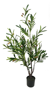 120cm Olive