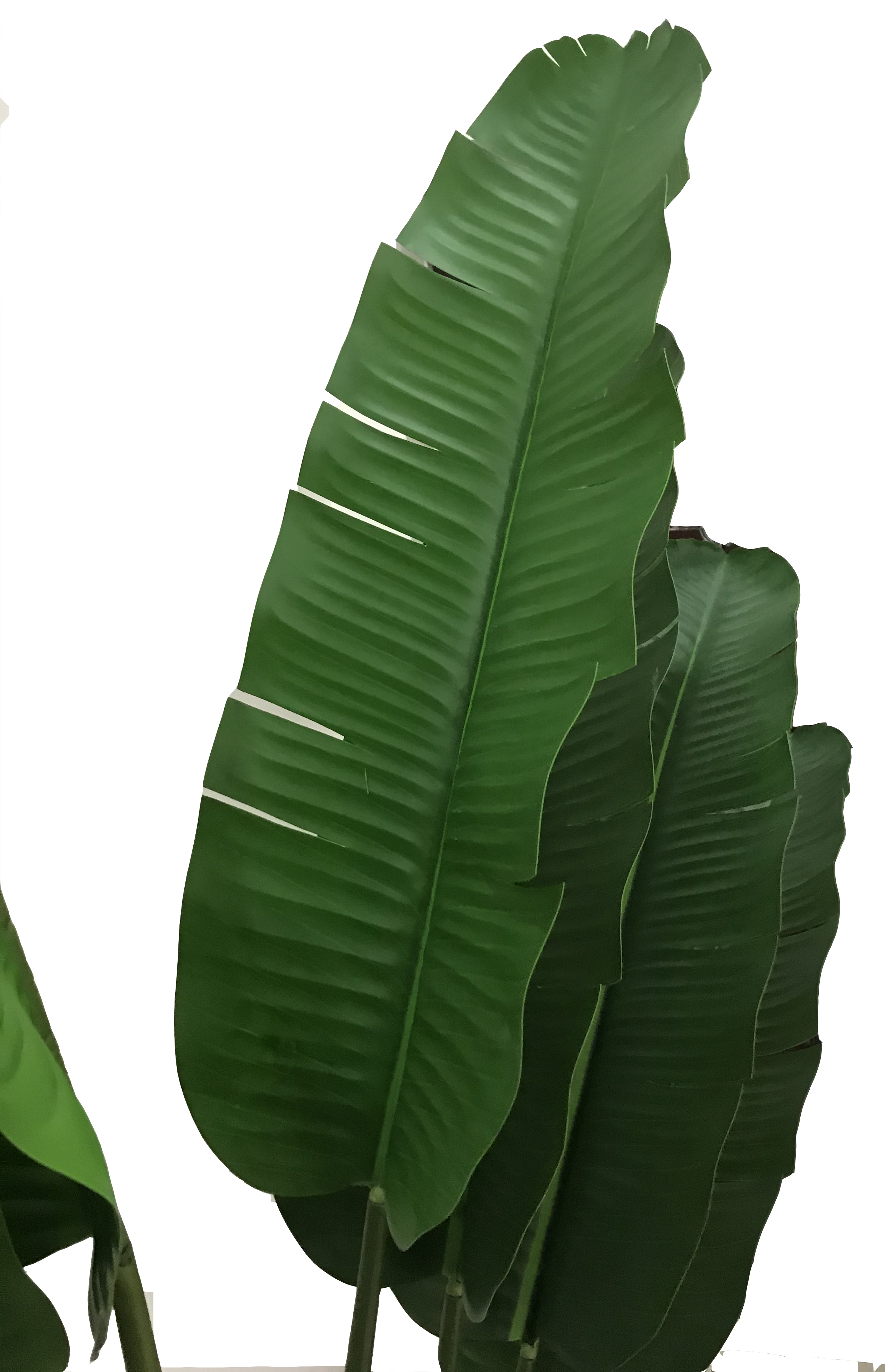 220cm M Banana Tree