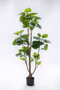 135cm Aralia Fabian