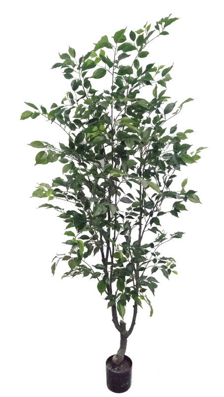195cm Ficus