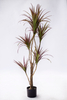 130cm Dracaena--Red