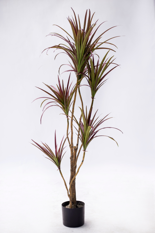 130cm Dracaena--Red