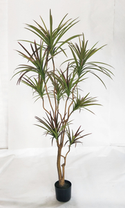 180cm Dracaena--Discolor