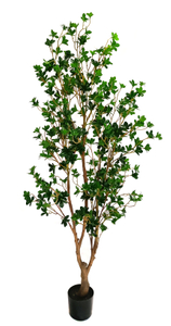 165cm Canterbury Bell
