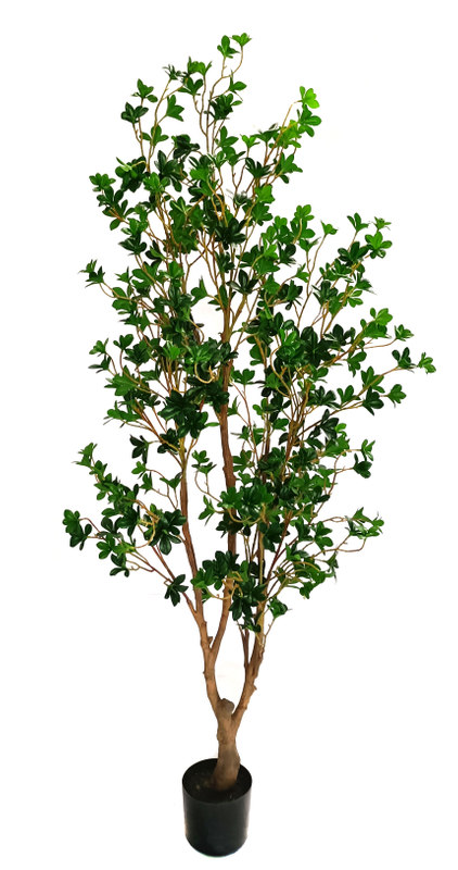 165cm Canterbury Bell