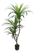 130cm Wide Dracaena