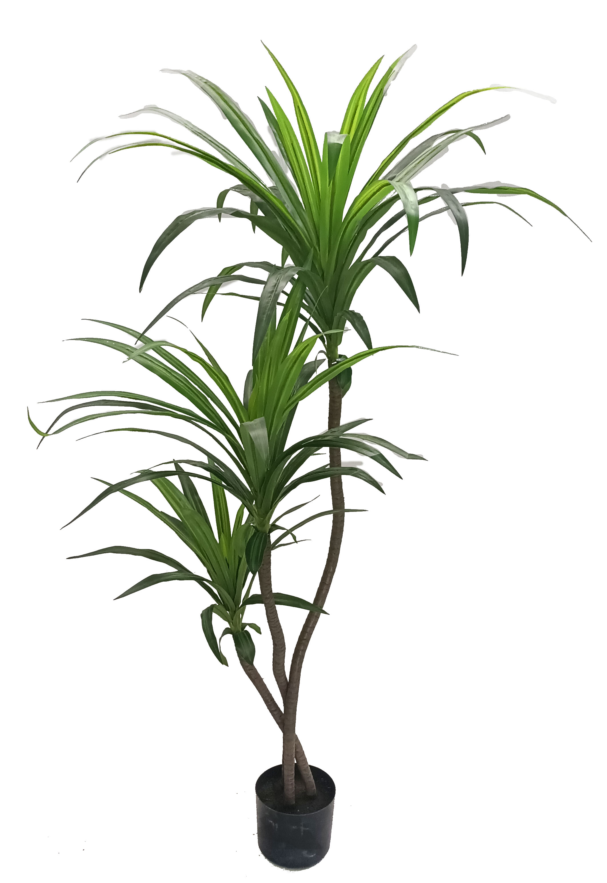130cm Wide Dracaena