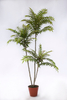 160cm Ailanthus altissima