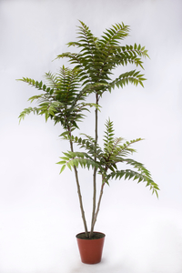160cm Ailanthus altissima