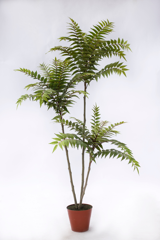 160cm Ailanthus altissima