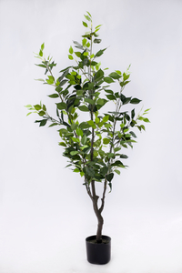 140cm Ficus