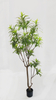 185cm Lily Bamboo