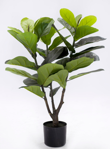 83cm Fiddle Tree