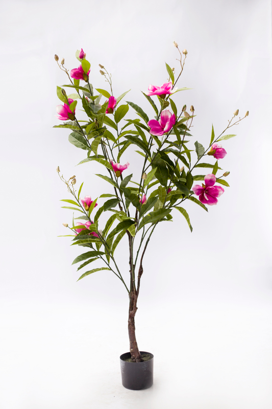 160cm Magnolia