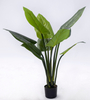 110cm Philodendron