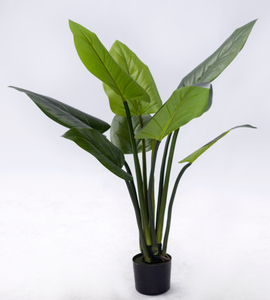 110cm Philodendron