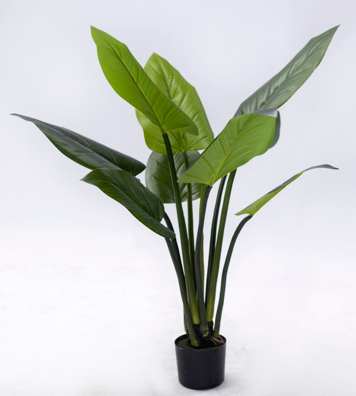 110cm Philodendron