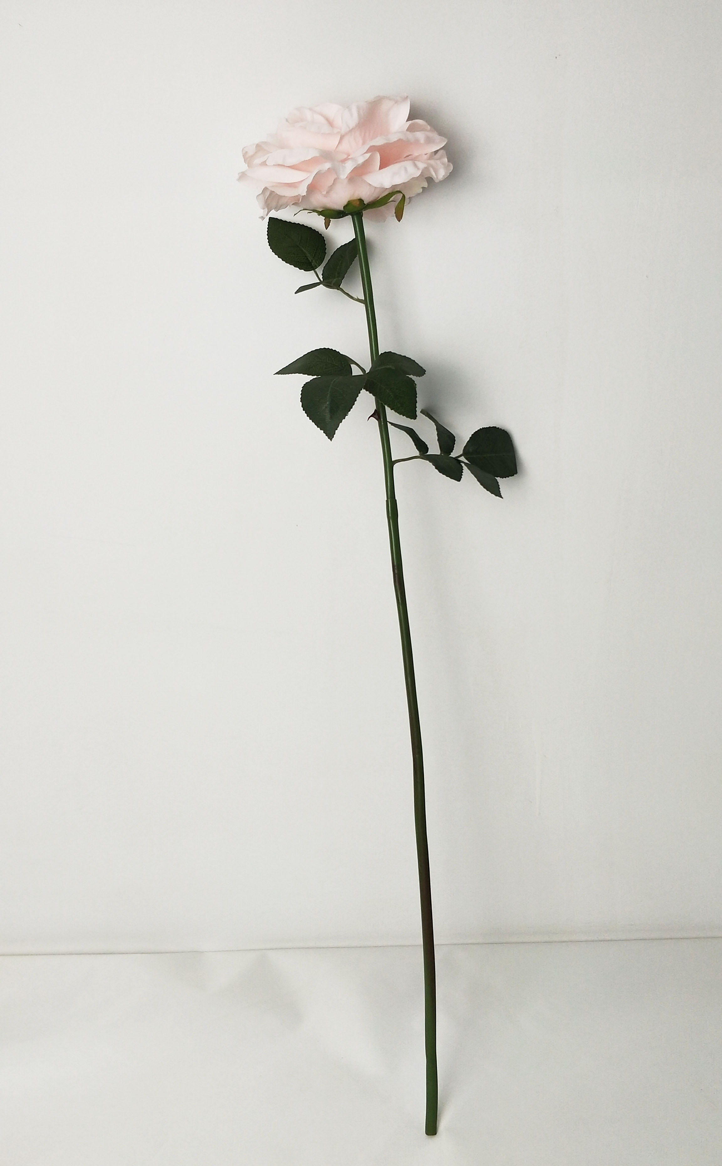 Single New Wrinkled Large Rose