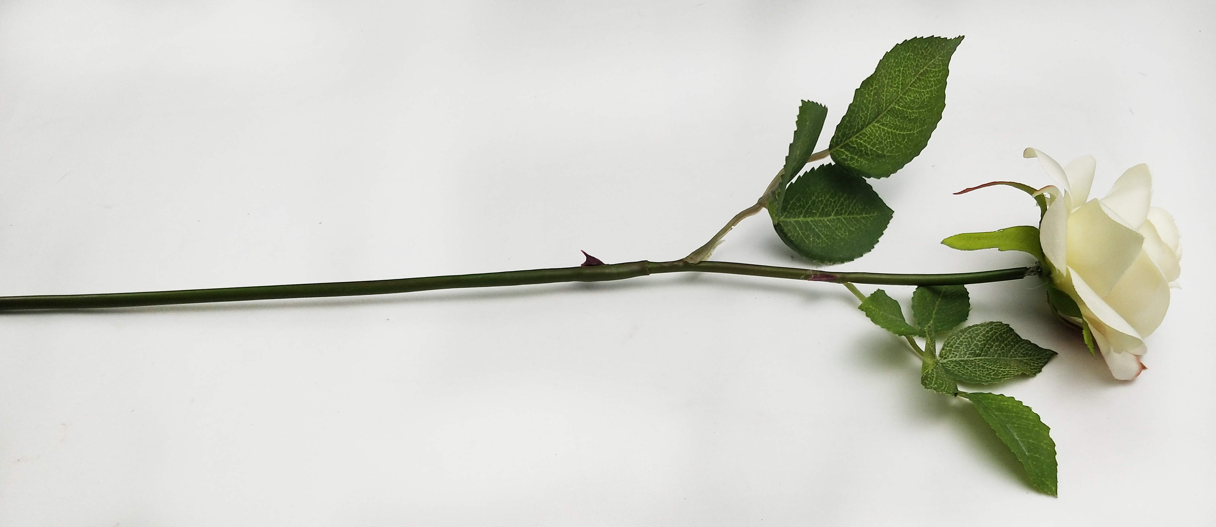 Single High-stamen Rose