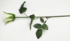 Rosebud
