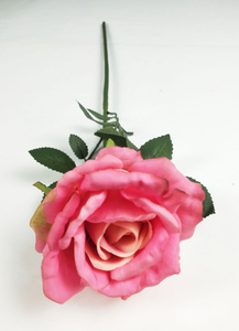 Single Newly Wrinkled Rose