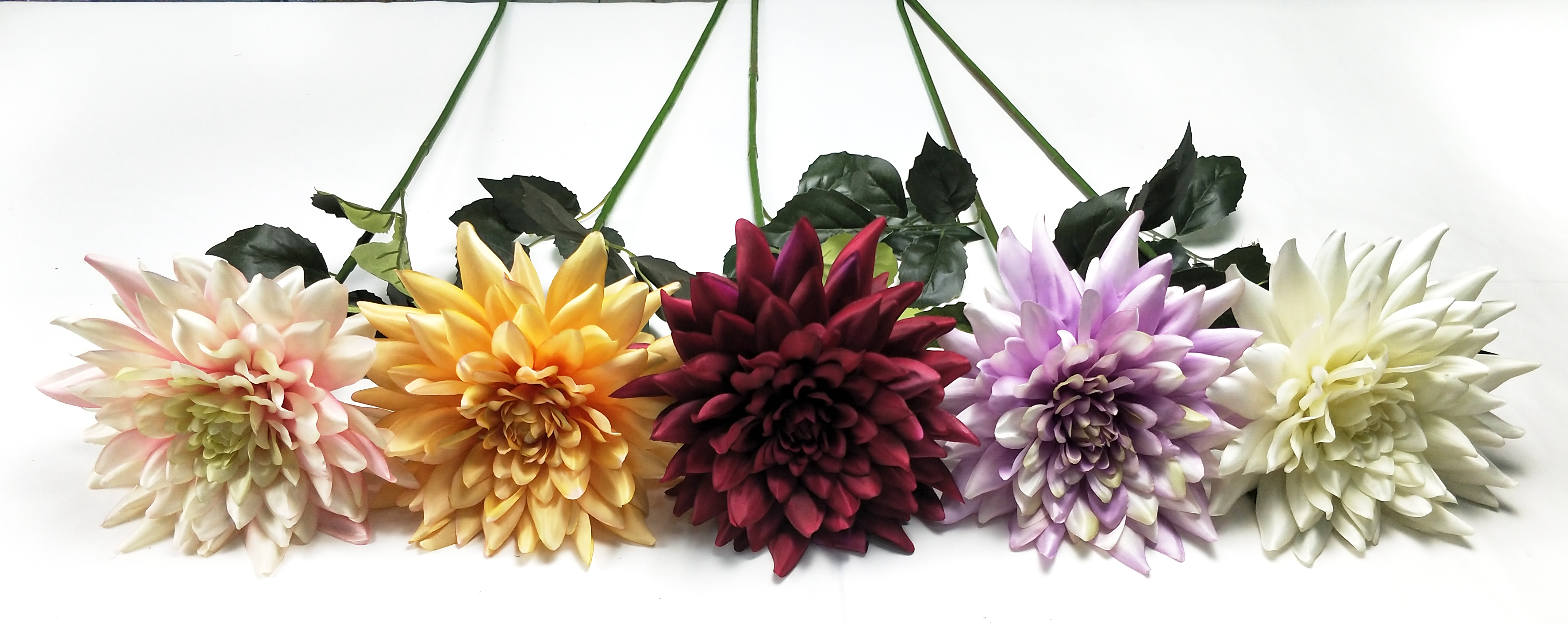 Single dahlias