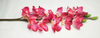 Cymbidium