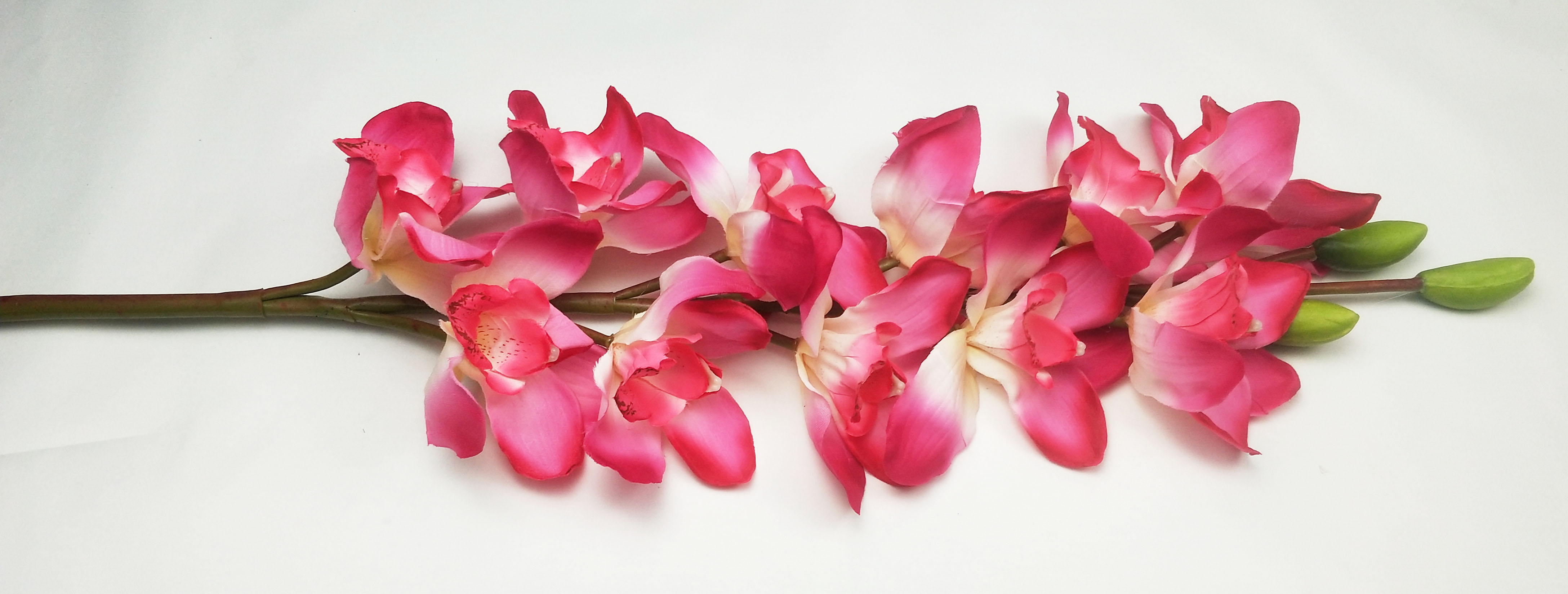 Cymbidium