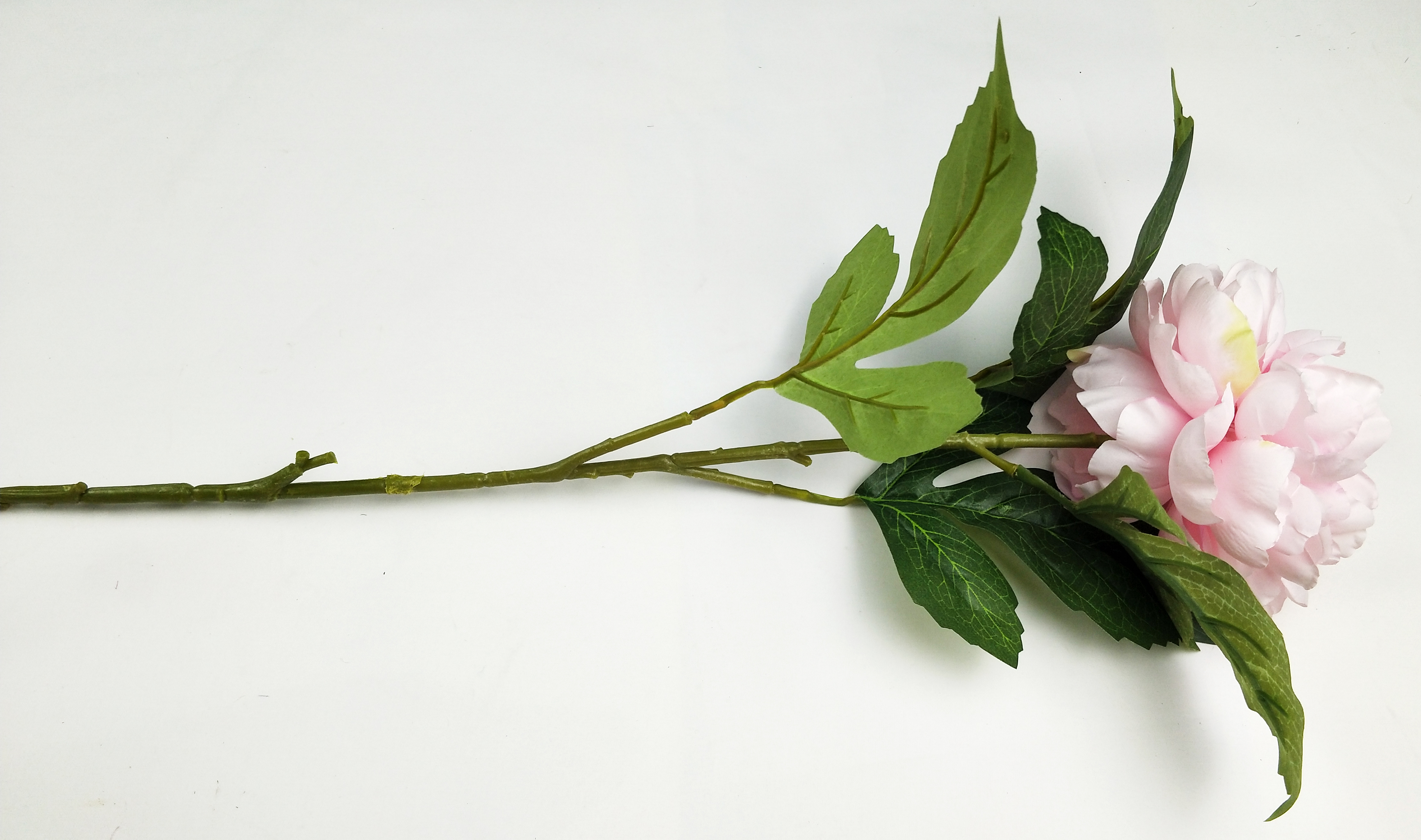 Xishi peony